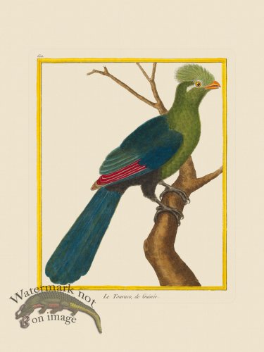 (image for) Martinet Bird 601