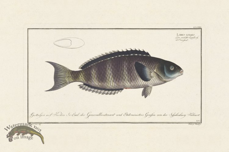 (image for) BLOCH FISH 281