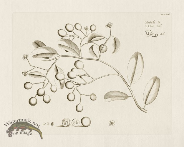 (image for) HORTUS VOL 04 46