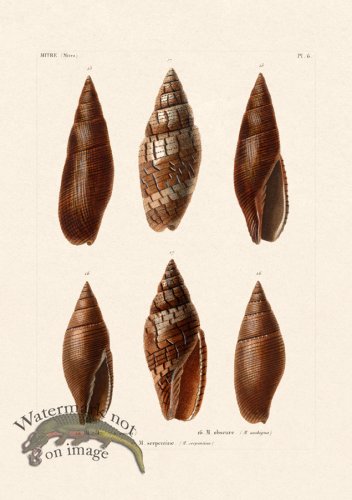 (image for) French Shell 006