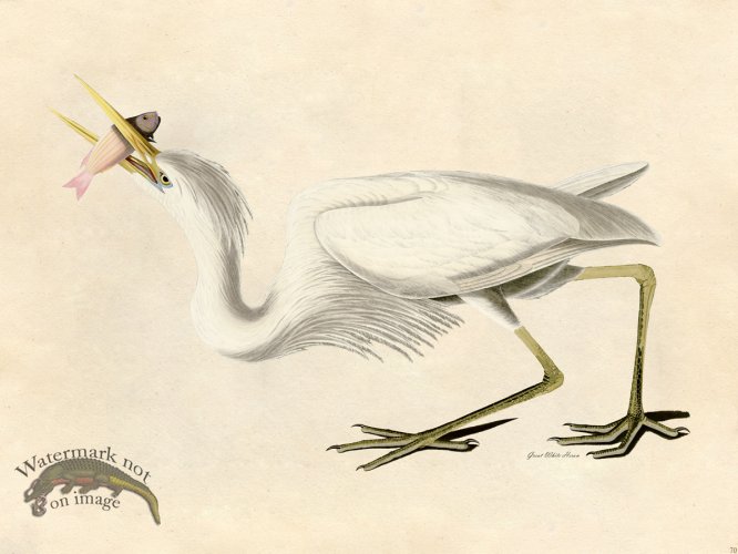 Great White Heron - Tribute Bd 70