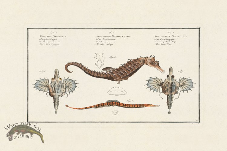 (image for) BLOCH FISH 109