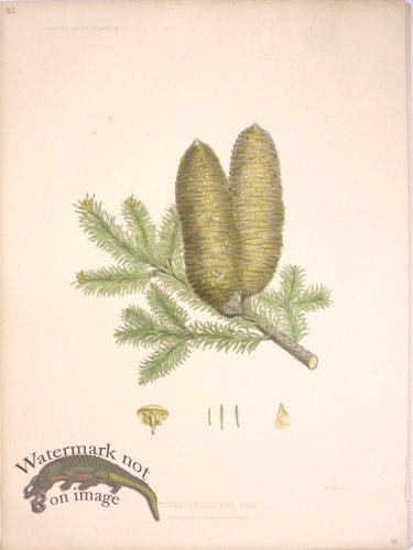 (image for) Lawson Pine Cone 06