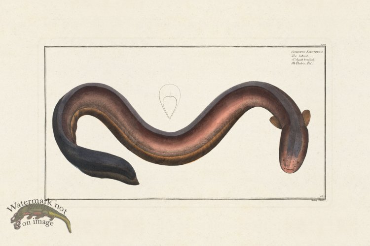 (image for) BLOCH FISH 156