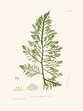 Bradbury Seaweed 132