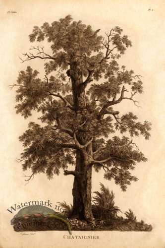 (image for) Defiennes Trees 06 S