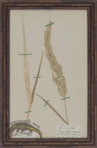 (image for) Herbarium BbF 11