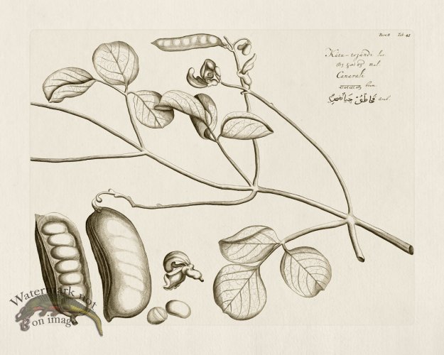 (image for) HORTUS VOl 08 43