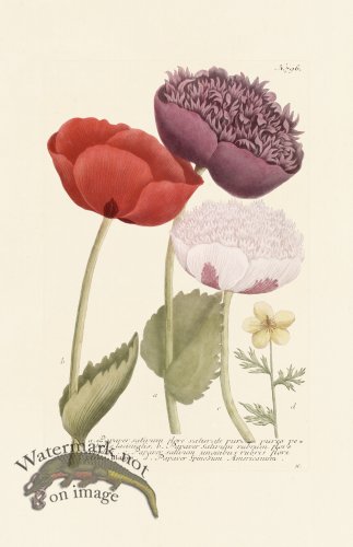 (image for) Weinmann PL 796