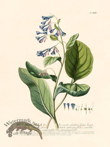 Trew Botanical 42