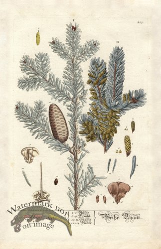 (image for) Blackwell GE 203