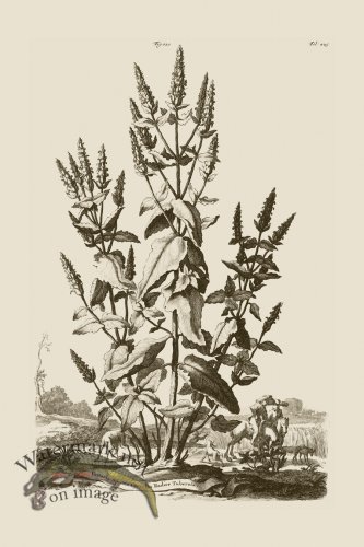 (image for) Abraham Munting 120