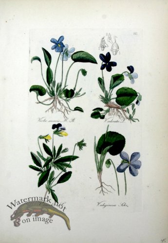 (image for) Deutschlands Flora 21