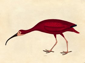 Scarlet Ibis - Tribute Bd 36