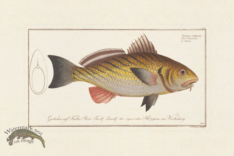 (image for) BLOCH FISH 300