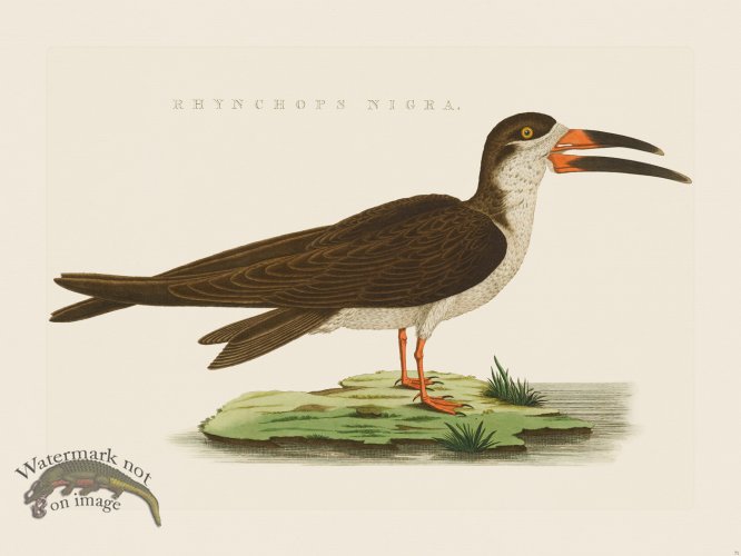 (image for) Nozeman Bird 071