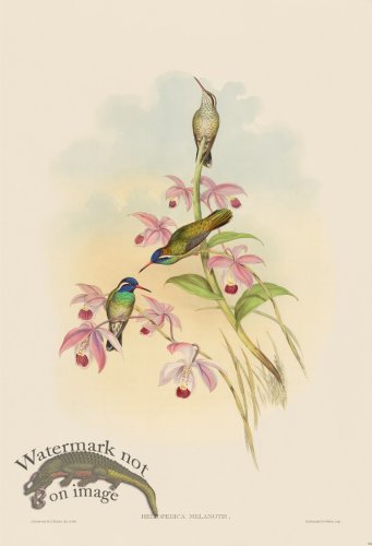 (image for) Gould Hummingbird 064