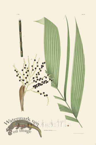 (image for) Rodrigues Palm Front 010