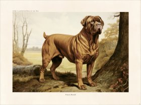 CFA Dog French Mastiff 02