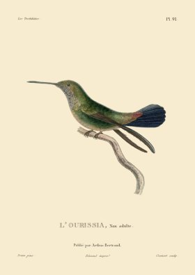 Humming Bird 91