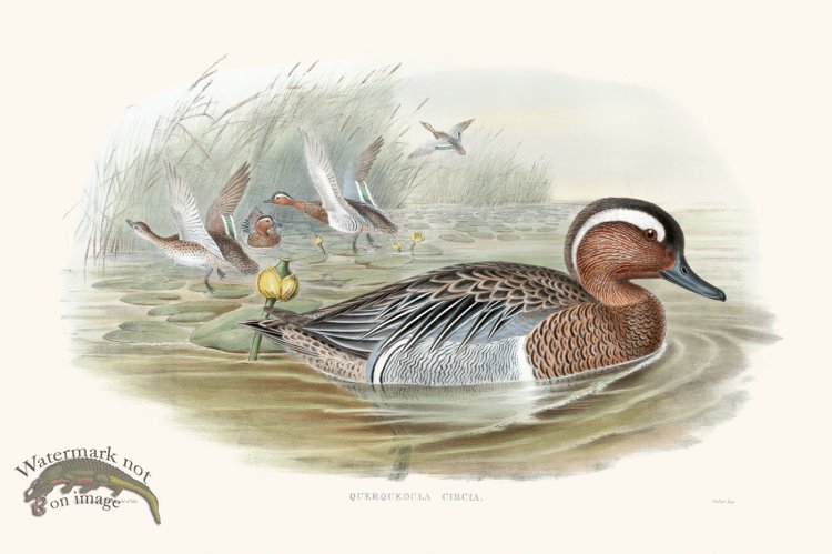 (image for) Gould Waterfowl 31