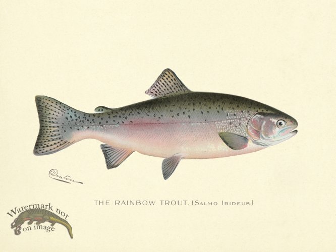 (image for) Trout - Rainbow B