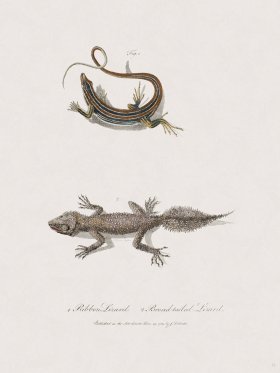 32 New Holland Caffowary