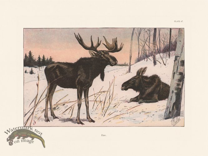 (image for) Les Chiens 067