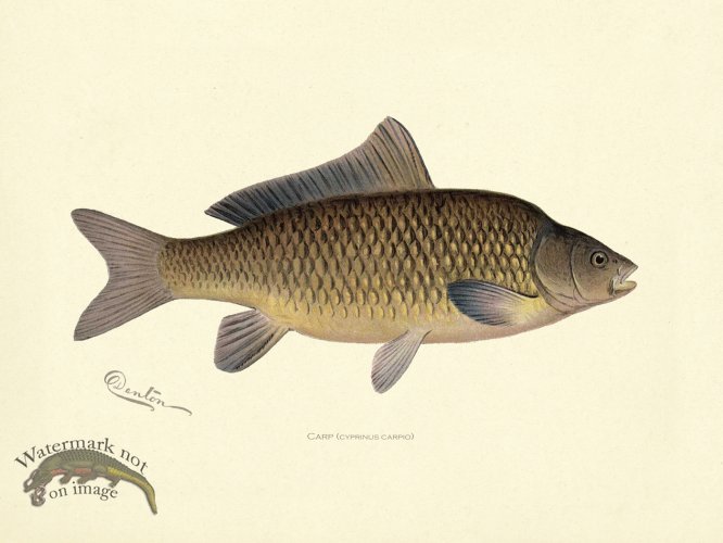 (image for) Carp