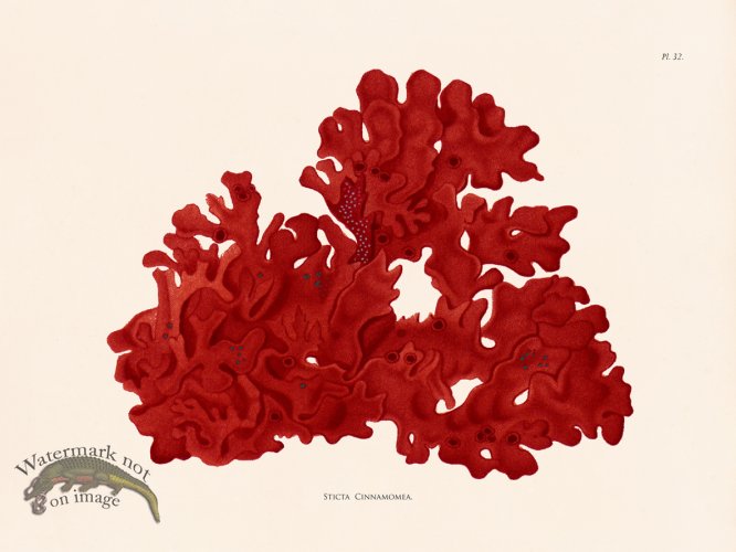 (image for) Oceanie 32