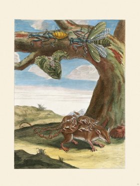 Merian Metamorphosis 66