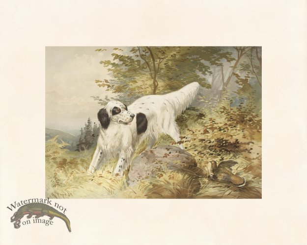 (image for) Pope Dog 19 Llewellin Setter Dog