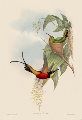 Gould Hummingbird 067