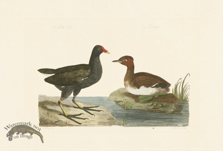 (image for) Pennant Zoology 019