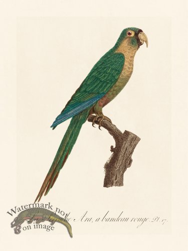 Barraband Parrot 017