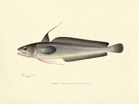 Hake