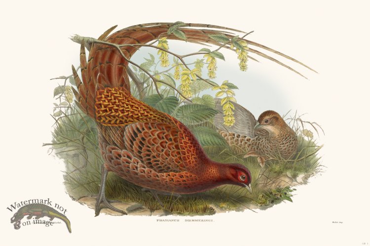 (image for) Gould Game Bird 001
