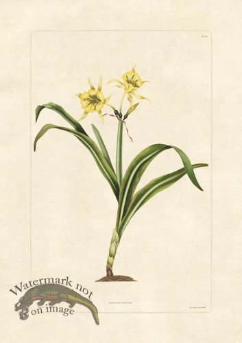 (image for) Edward bury 37