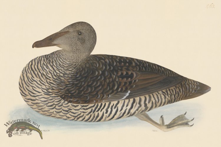 (image for) Rudbeck CFA 260 Common Eider