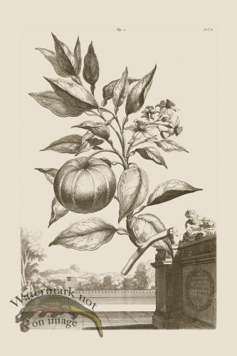 (image for) Abraham Munting 002