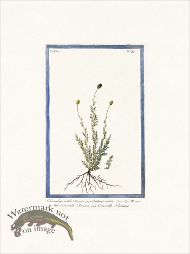 (image for) Bonelli V8 034