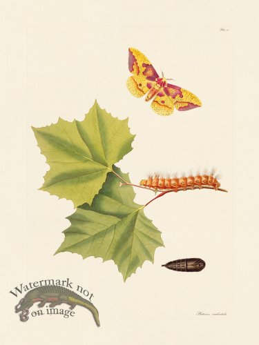 (image for) Abbot Butterfly 055