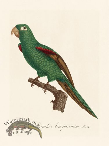 Barraband Parrot 014