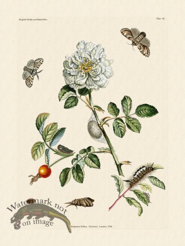 (image for) Wilkes Butterflies 090