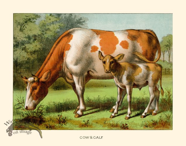 (image for) CP 04 Cow