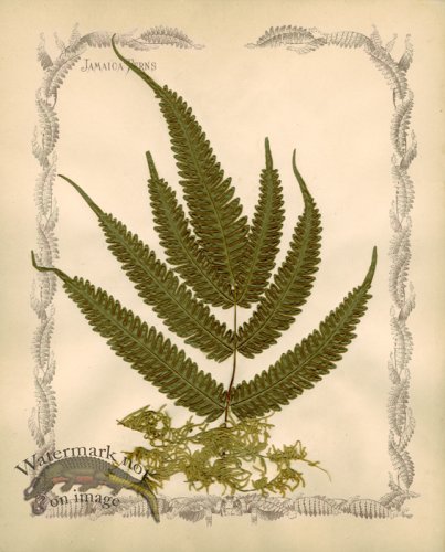 (image for) Jamaican Fern 09
