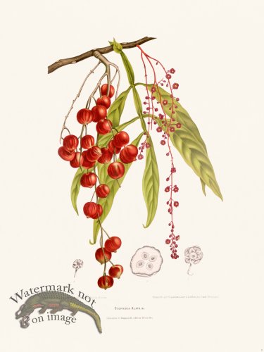 (image for) Horticulture of Java 11