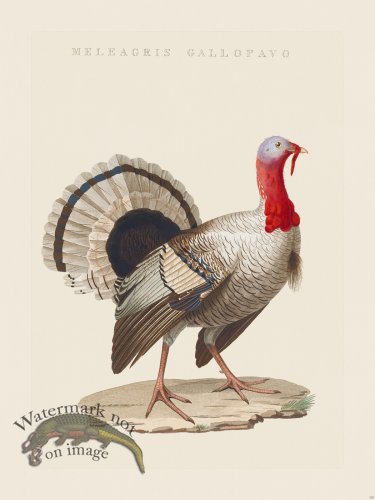 (image for) Nozeman Bird 135