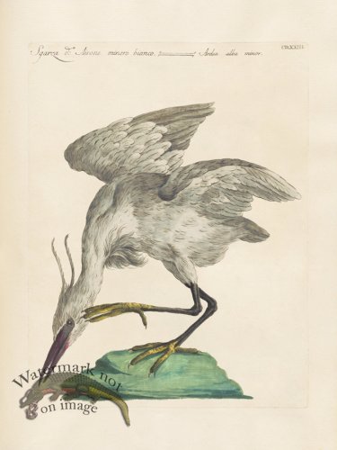 (image for) Manetti 423