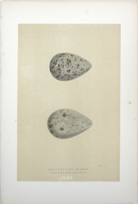 Morris_Eggs_15